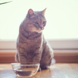 Q. 고양이가 그릇에 담긴 물을 잘 마시지 않는 이유?