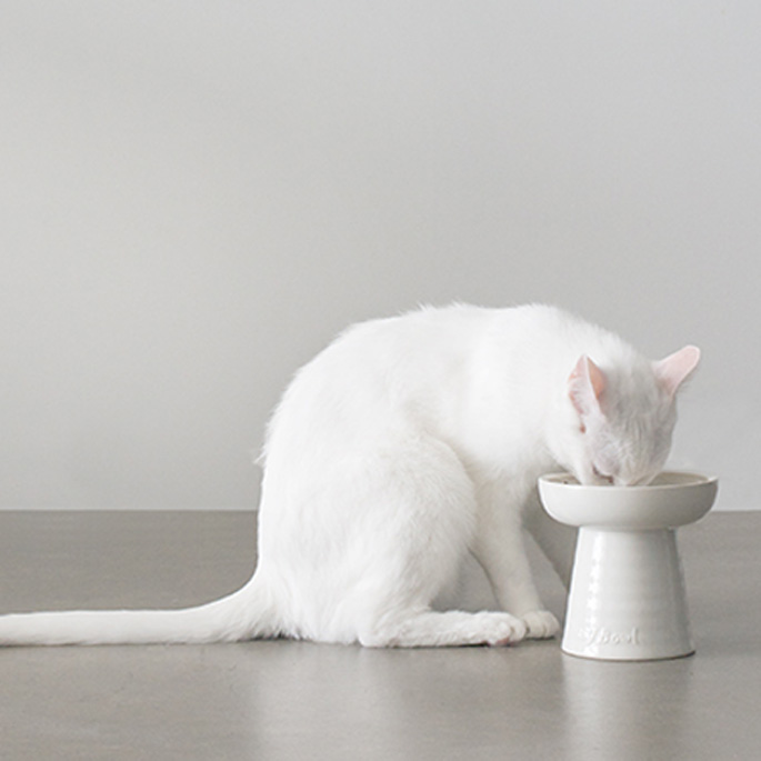 고양이 밥그릇이 높아야 하는 이유 4가지