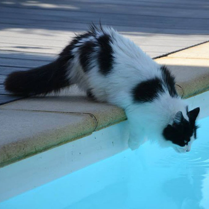 물놀이를 좋아하는 세계 10대 고양이