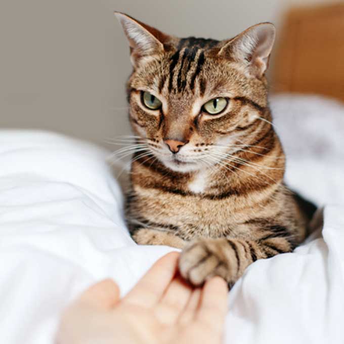 고양이가 꼭 앞발을 집사 몸에 대고 있는 이유 4, 이건 냥이 주는 ‘상장’