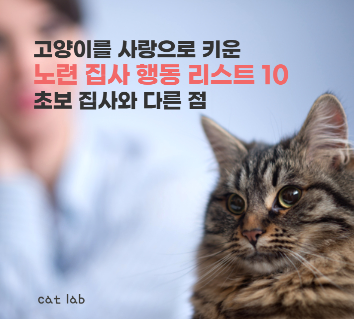 고양이를 사랑으로 키운 노련 집사의 행동 리스트 10, 초보 집사와 다른 점