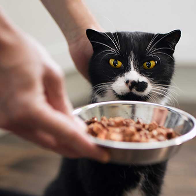 밥 먹는 모습에서 알 수 있는 고양이 마음 5