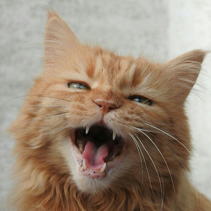 교감 꼭 필요함, 스킨십 없을 때 고양이가 하는 행동 4