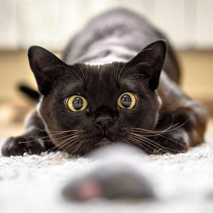 고양이의 희로애락, 집사가 알아챌 수 있는 4가지 감정 신호