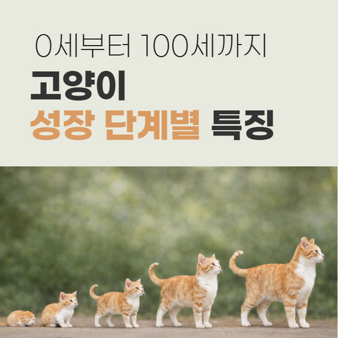 고양이 성장 단계별 특징, 0세에서부터 100세까지(2026년 업데이트)