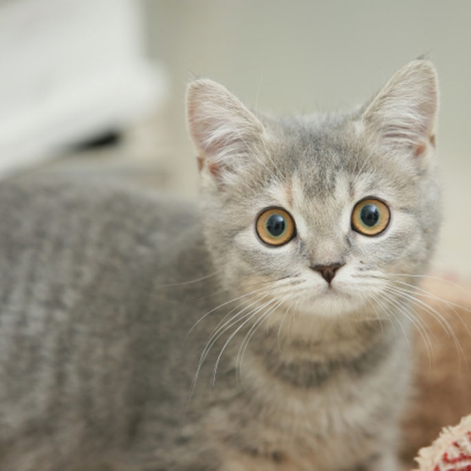 일본 수의사가 말하는, 고양이와 살아야 하는 8가지 이유