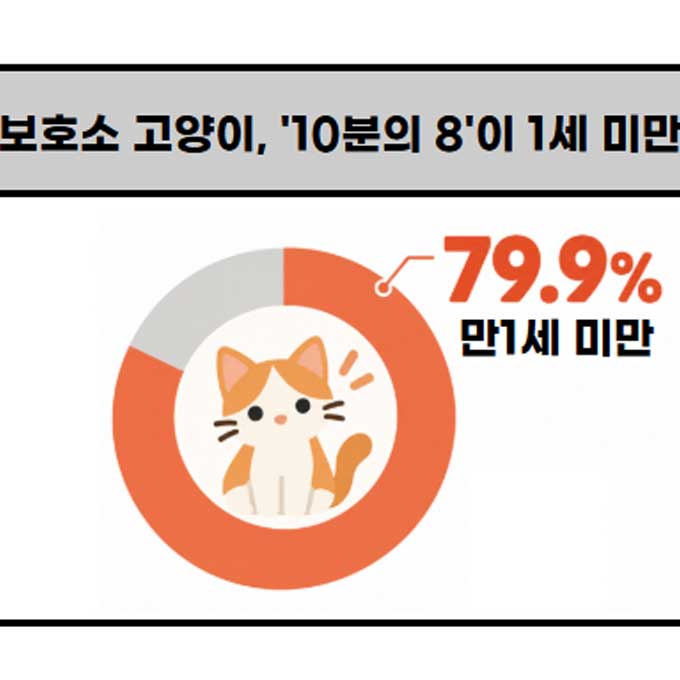 보호소 고양이 열에 여덟은 아깽이…입양은 개보다 많지만
