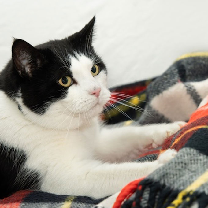 집사를 '덩치 큰 고양이'라고 생각할 때 하는 행동 5