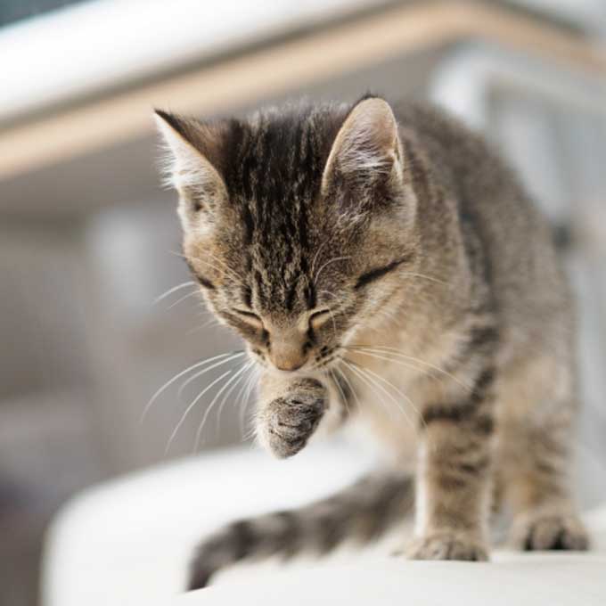 스트레스가 직접적 원인이 되는 고양이 질환 두 가지