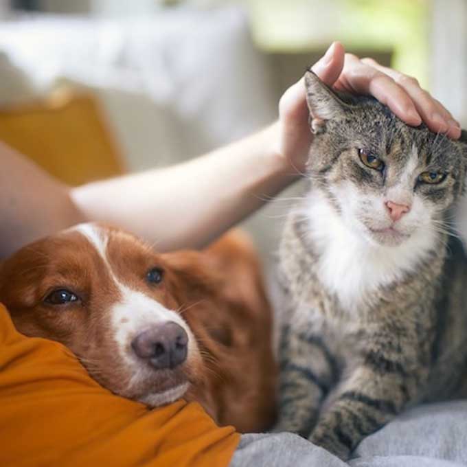 긍정적인 성격의 고양이 특징 3, 집안 공기가 부드러워짐