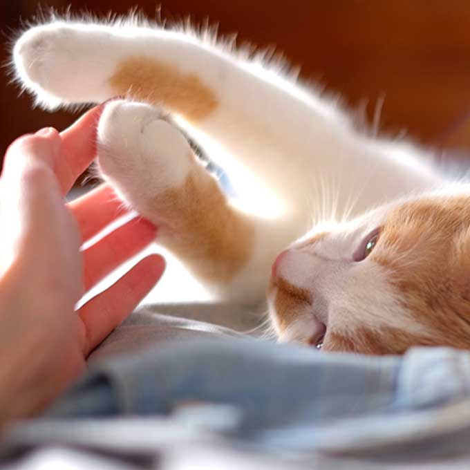 사랑 듬뿍 받는 고양이가 집사한테 애정 돌려주는 법 7