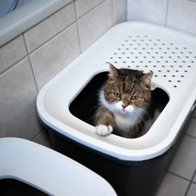 깔끔쟁이 고양이가 꼭 지키는 화장실 매너 3