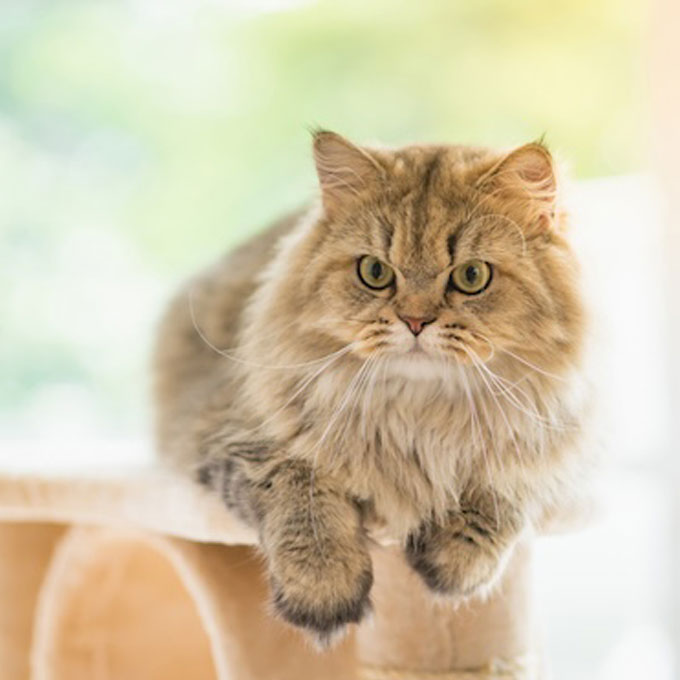 인간 기준, 머리 좋다고 생각하는  지능적인 고양이 특징 5