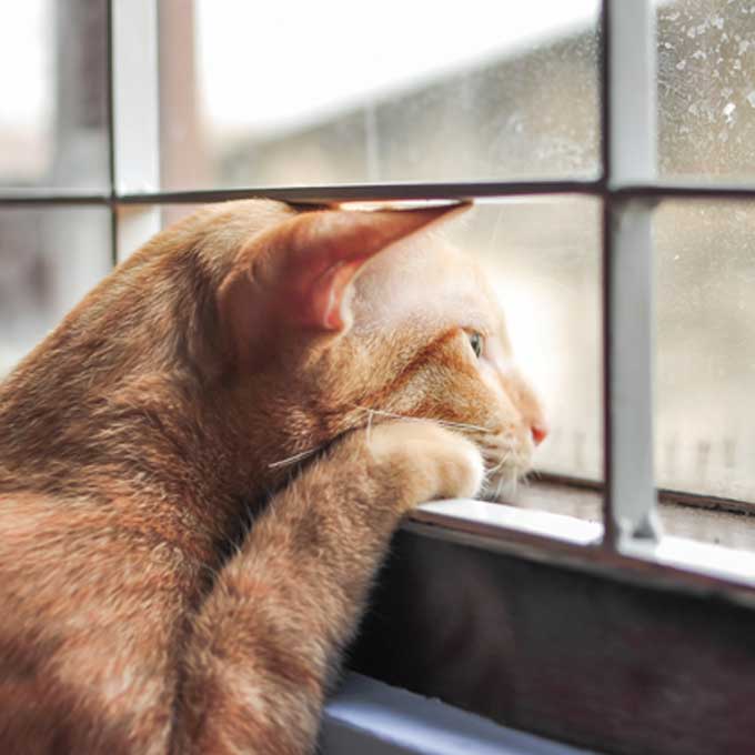 고양이가 “집 보는 게 외롭구나”라고 느낄 때 하는 행동 3