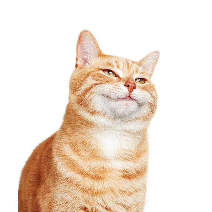 고양이도 웃음, 웃는 얼굴일 때 특징 3
