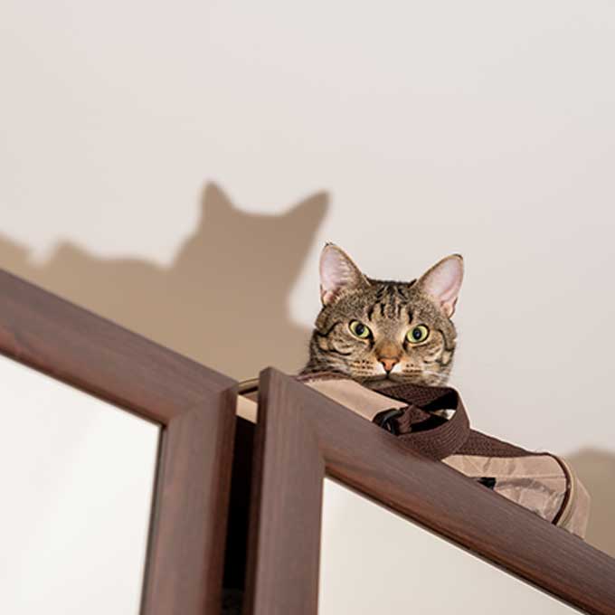 숨어서도 봄, 보통의 고양이가 집사 관찰하는 법 4