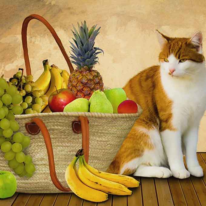 고양이가 먹어도 되는 여름 과일 7