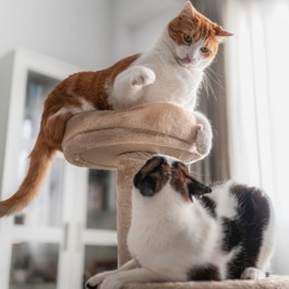 고양이 3대 스트레스: 방광염과 만성 질환으로 이어진다