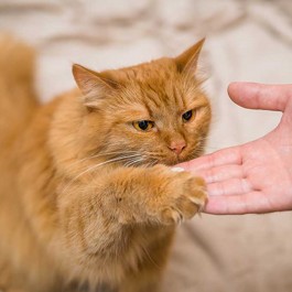 꾸중을 관심으로 해석, 초긍정 고양이 특징 4