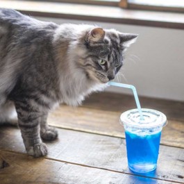 여름엔 찬물, 겨울엔 뜨거운 물? 고양이가 좋아하는 물 온도는?