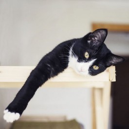 “고양이는 언제나 옳다!” 과학자들이 증명한 반려묘의 중요성 8