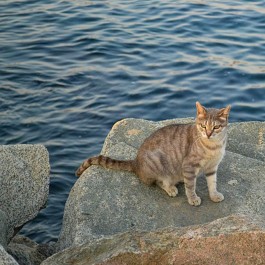 오염된 미국 바다를 살릴 수 있었던 고양이 털