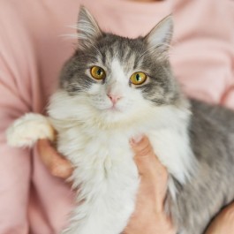 집사가 고양이를 자식이라고 생각할 때 하는 행동 10