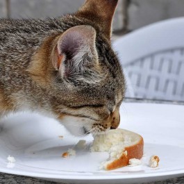 고양이는 단맛을 왜 못 느낄까? 고양이 입맛 트리비아 7