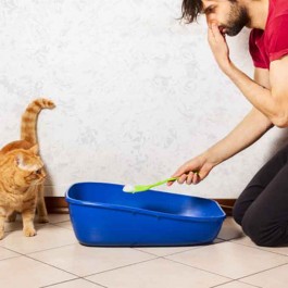 고양이 화장실 청소할 때 집사들이 자주 놓치는 NG 행동 3