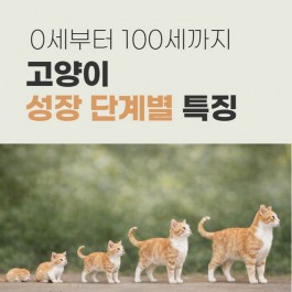 고양이 성장 단계별 특징, 0세에서부터 100세까지(2026년 업데이트)