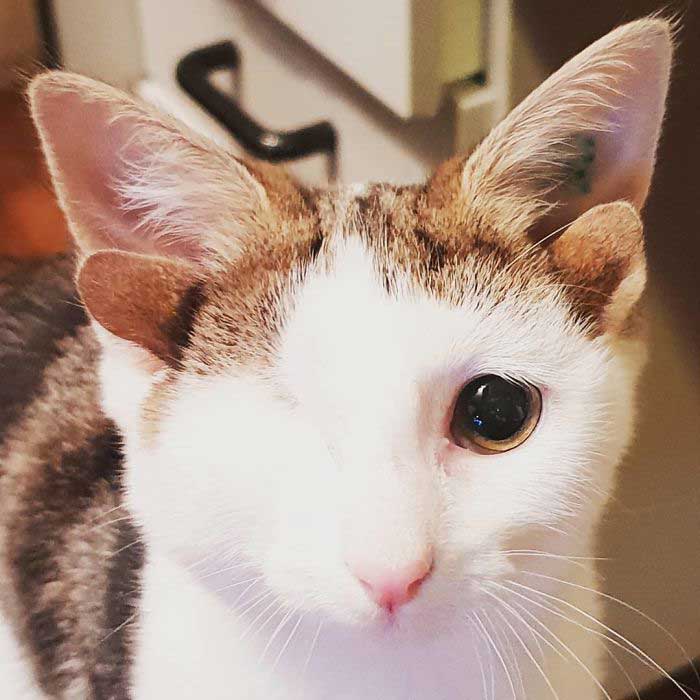 귀 네 개, 눈 하나 고양이를 구조 했더니