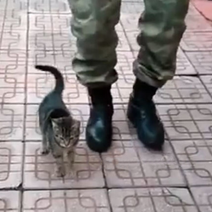 “왼발, 왼발”, 병사 옆에서 발맞춰걷기 하는 고양이