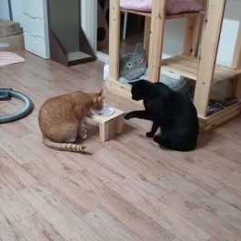 지능적인 고양이가 동료 고양이 밥 빼앗아 먹는 법