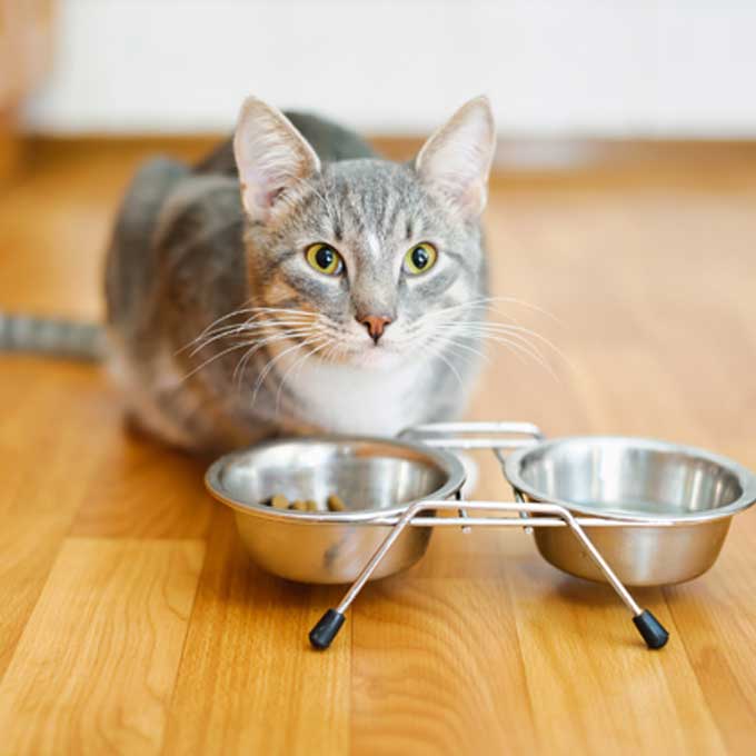 고양이 건강을 좌우하는 식기 체크 포인트 5