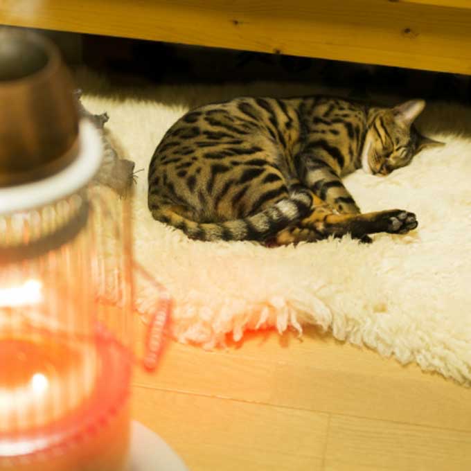 44℃ 3시간, 저온화상 입음! 고양이가 지내기 좋은 따순 방 만드는 법 4