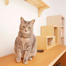 일본의 일곱 고양이가 사는 집