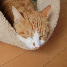 겨울철, 냥님들이 좋아하는 ‘고양이 집’ 특징 4