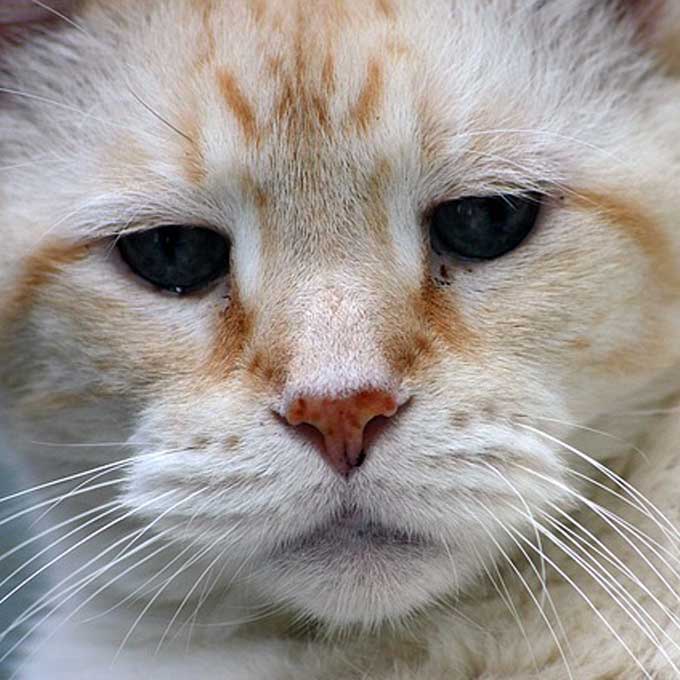 일본서 고양이 수명 30세까지 늘리는 신장병 특효약 개발 중