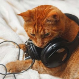 고양이를 떠나 보낸 사람들을 위한, ‘MECAT-SHIMA 헤드폰’