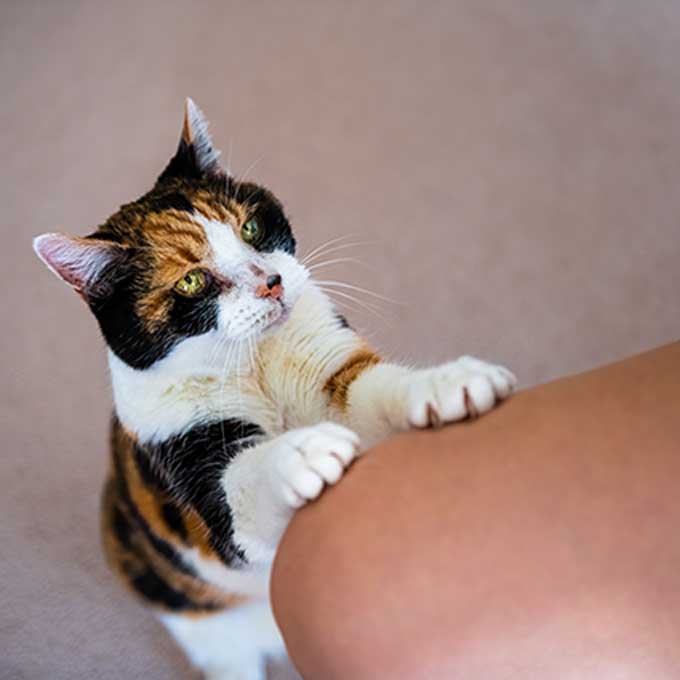 고양이가 앞발을 집사 몸에 대고 있을 때 마음 4
