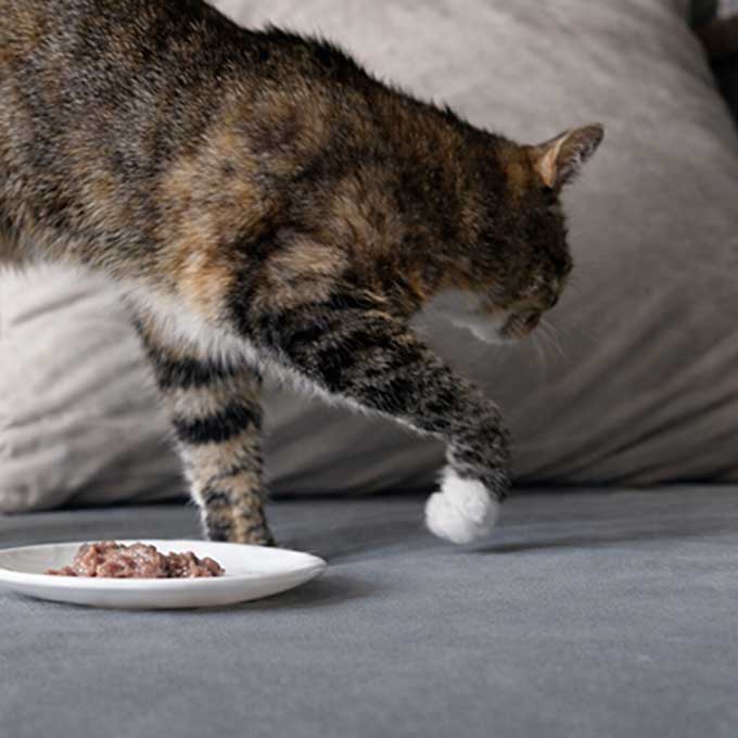 Q. 고양이가 사료와 간식을 모래로 덮는 것 같은 행동을 하는 이유?(2026년 업데이트)