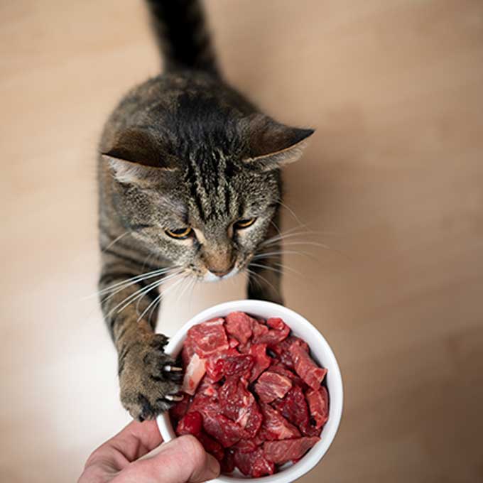 고양이한테 쇠고기 돼지고기를 줄 때 주의점 딱 2
