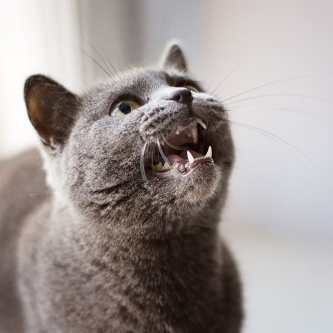 집사 부리는 중? 고양이가 인간에게만 우는 이유, 과학적 분석