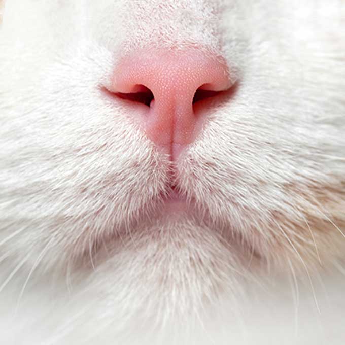 작지만 엄청 소중해, 고양이와 집사의 코 차이점 4