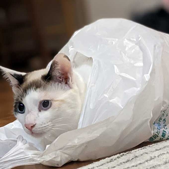 Q. 고양이가 비닐을 핥거나 씹는 이유 4