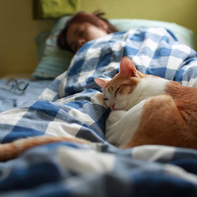 고양이도 집사랑 자면 행복할까?