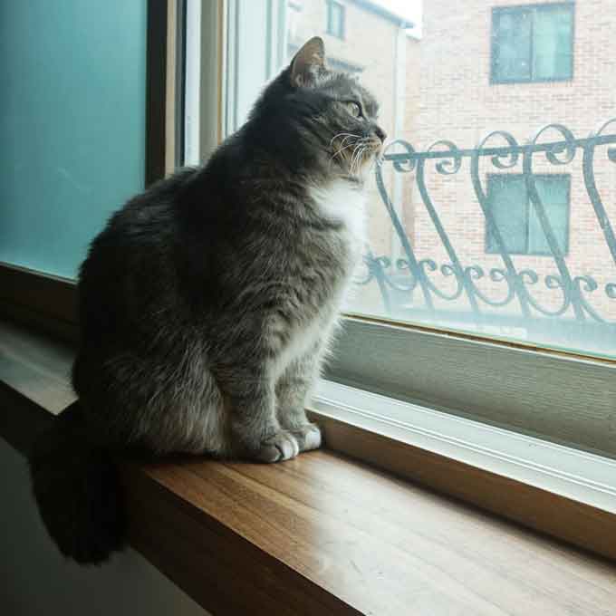Q. 고양이가 창밖을 바라보는 진짜 이유