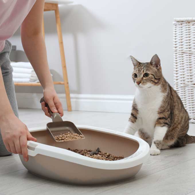 화장실 청소하는 집사를 고양이가 가만히 보는 이유 5
