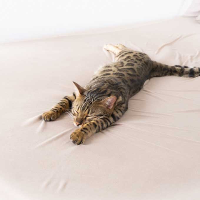 당신도 몰랐던, 고양이가 잠자리를 자주 바꾸는 이유 3