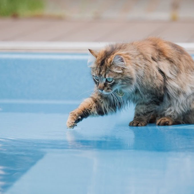 Q. 고양이는 정말 물을 싫어할까? 사실은 털이 젖는 상태를 경계한다(2026 업데이트)
